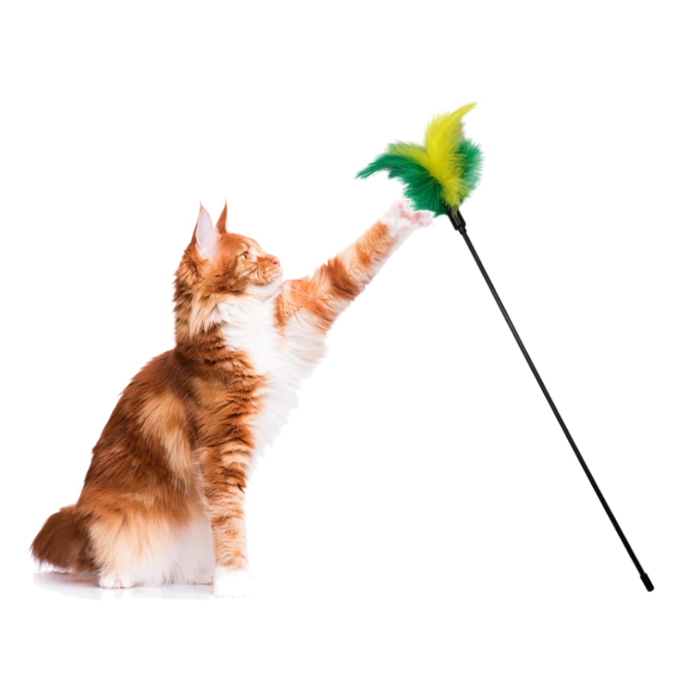 CAT-ROD-PLA-FEATHER 2.jpg